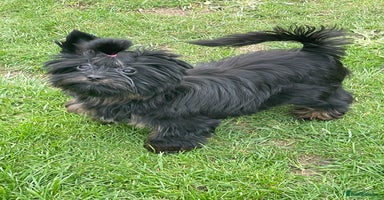 Yorkshire Terrier dogs - Advert 2