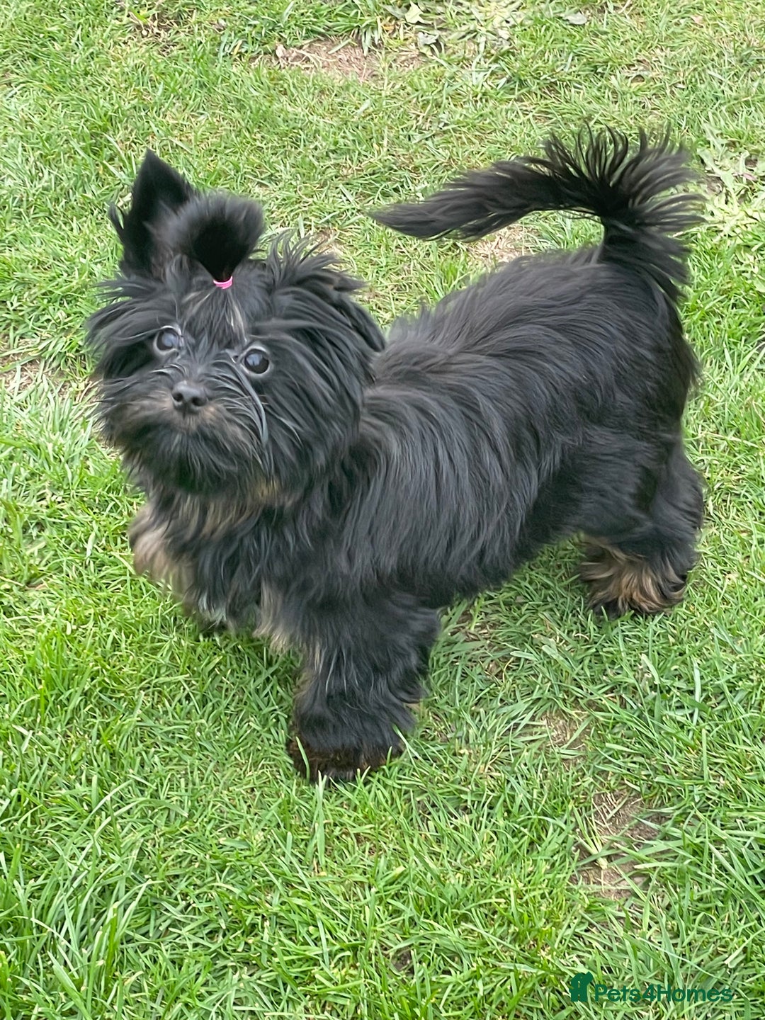 Yorkshire Terrier dogs for sale: 🥰🥰Yorkshire Terrier black tan🐶🐶 - Image 2