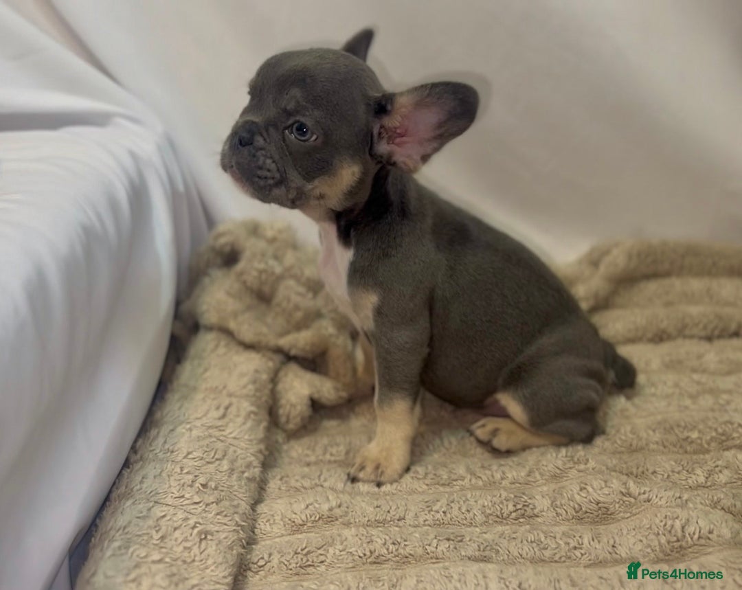 French Bulldog dogs for sale: 💕🐾 Stunning French bulldogs 🐾💕 - Advert 25