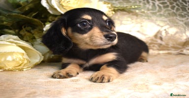 Miniature Dachshund dogs - Advert 4