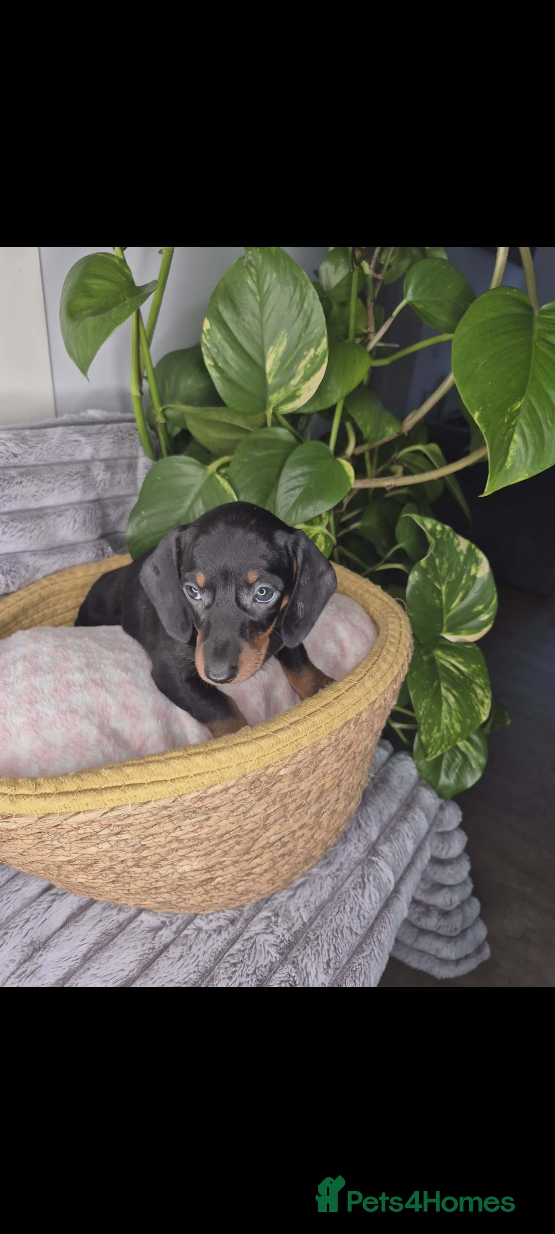 Miniature Dachshund dogs Miniature dachshund KC - Advert 17