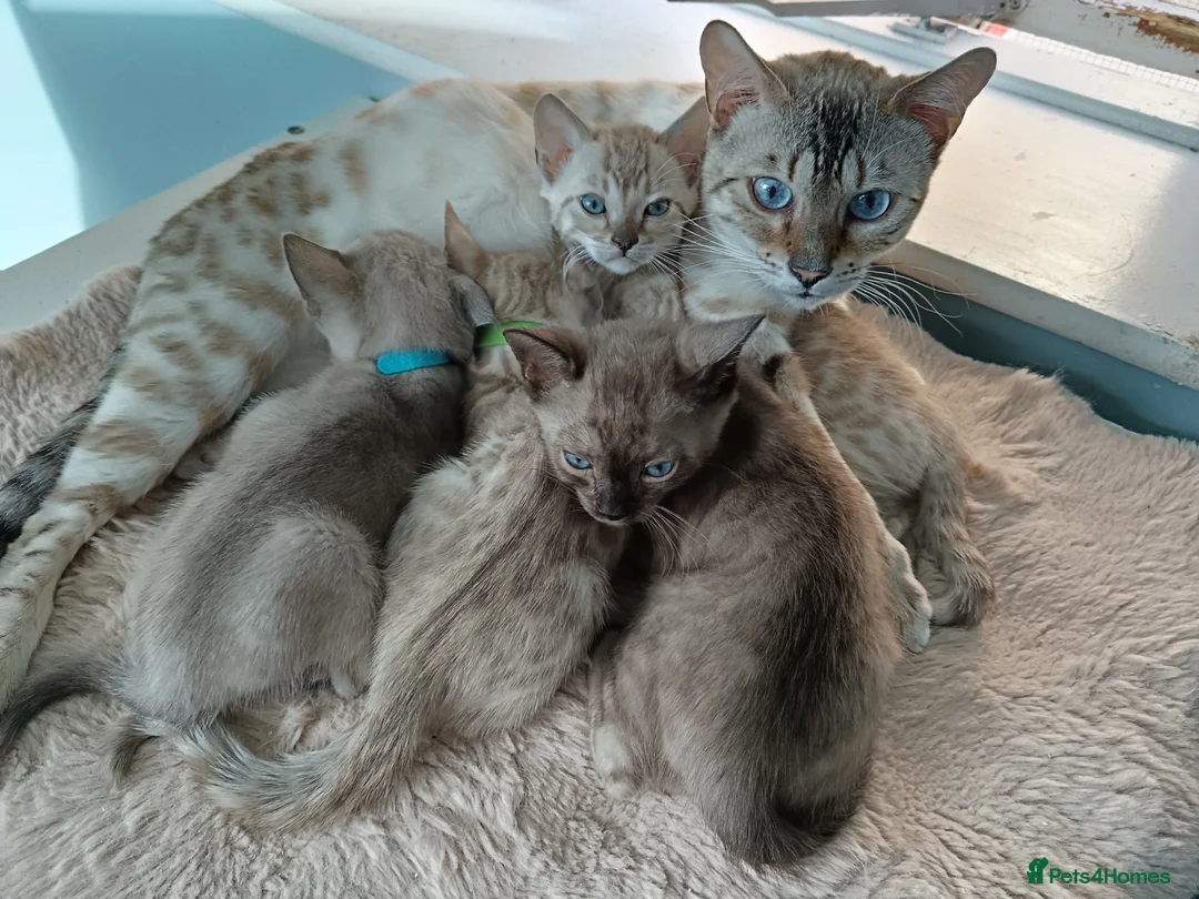 Bengal cats for sale: Tica RG Blue lynx - Advert 2