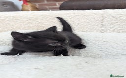 European cats for sale: 5 European shorthair kittens  - Image 22