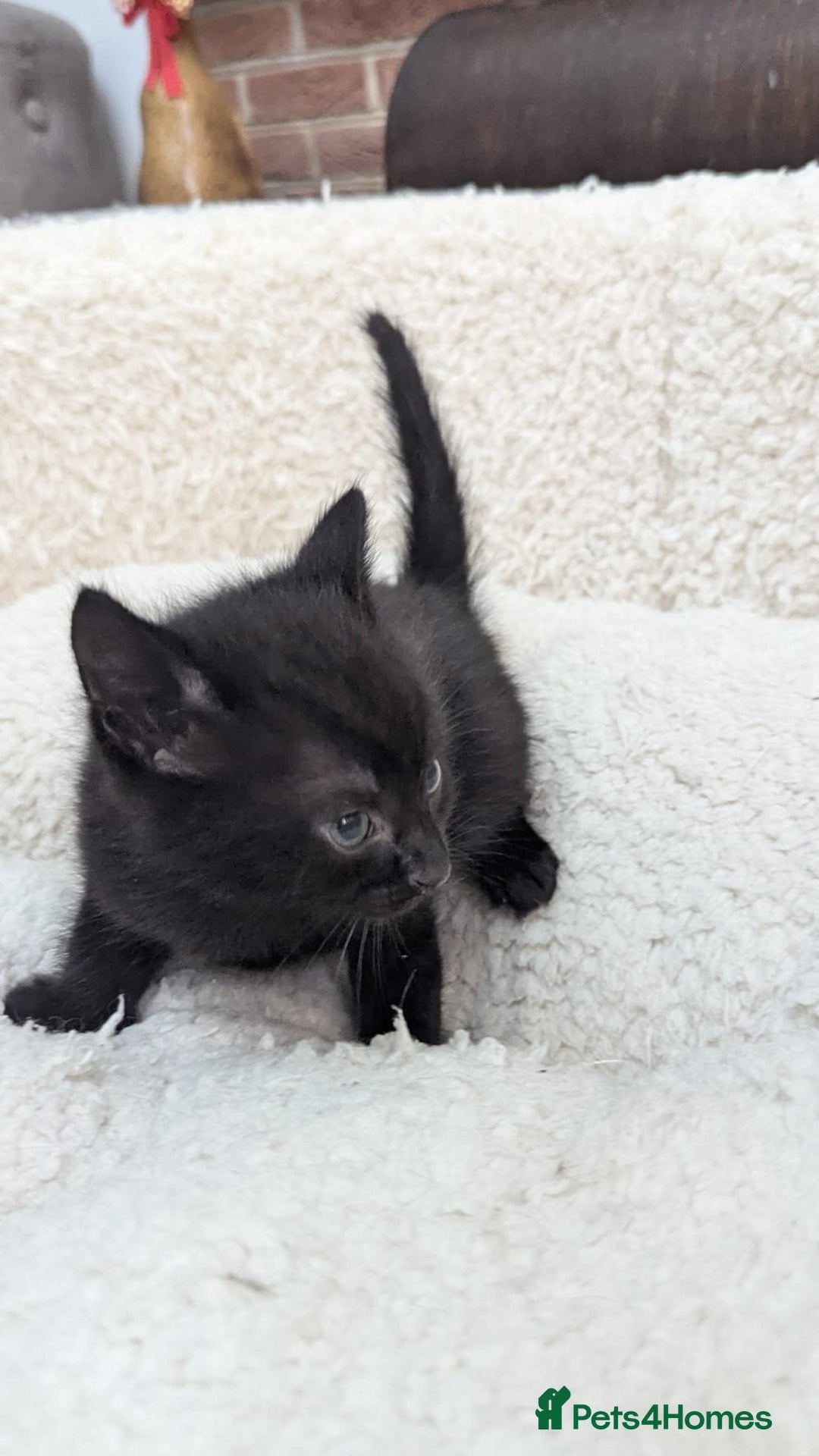 European cats for sale: 5 European shorthair kittens  - Image 22
