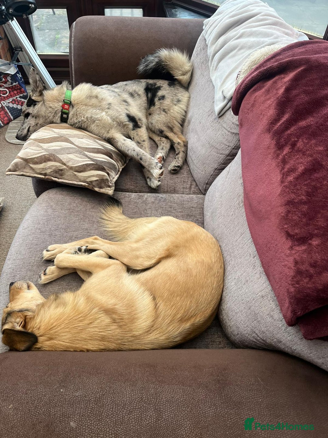 Mixed Breed dogs for adoption: 💙🐶 NICK(9 month) & ❤️🐶 MAILY (1 year)  - Advert 28