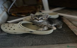 Mixed Breed cats for sale: Siamese/bsh domestic cross kittens  - Image 20