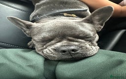 French Bulldog dogs for sale: Adorable French Bulldog Puppy – KC Registered  - Image 5