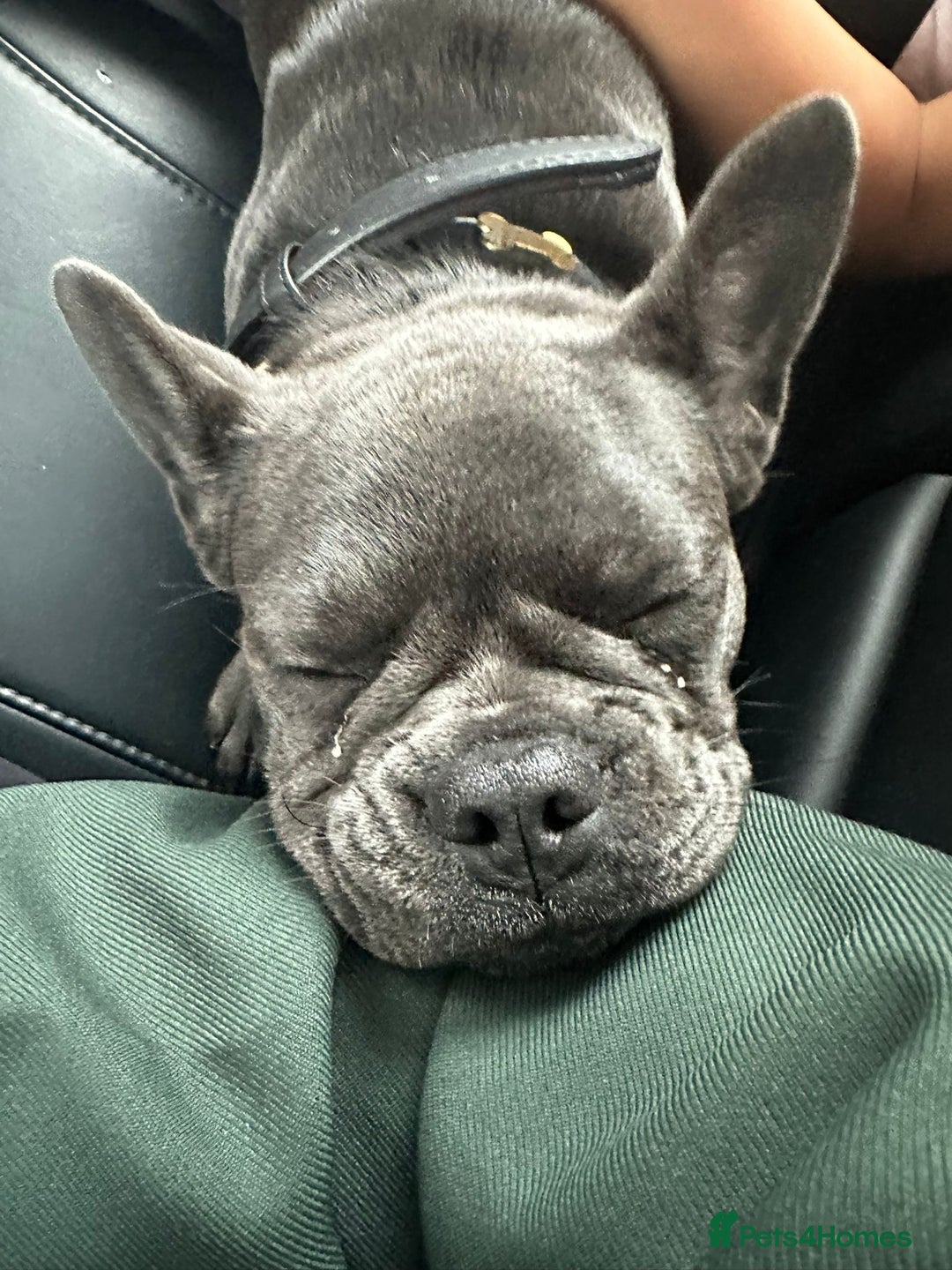 French Bulldog dogs for sale: Adorable French Bulldog Puppy – KC Registered  - Image 5