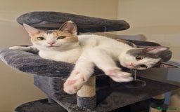 Mixed Breed cats for sale: 1 male kitty - Image 1