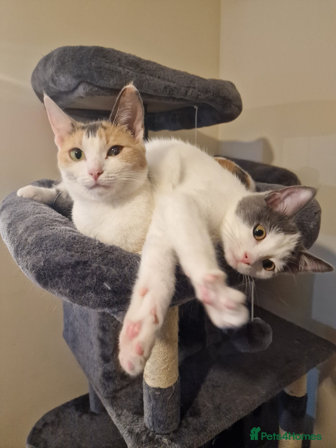 Mixed Breed cats for sale: 1 male kitty - Image 1