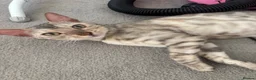Bengal cats for sale: Beautiful Bengal girls  - Advert 6