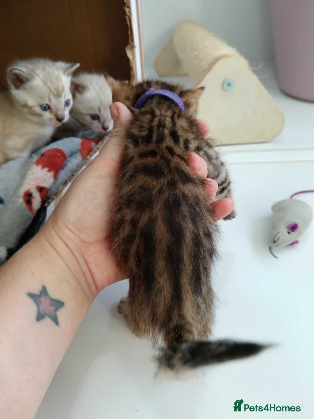 Bengal cats for sale: Tica RG pure bengals  - Image 4
