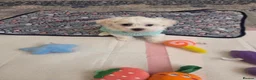 Bichon Frise dogs for sale: Cute little puppies  - Advert 28