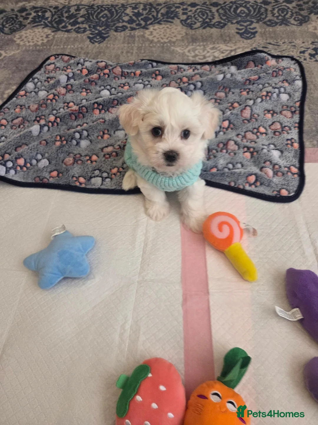 Bichon Frise dogs for sale: Cute little puppies  - Advert 28