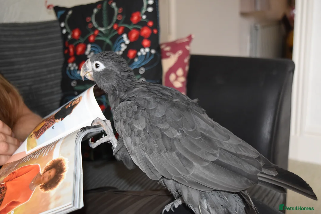 Parrots birds for sale: Greater Vasa Male in Buxton - Advert 2