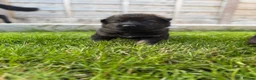 German Shepherd dogs for sale: 🐾 German Shepherd Puppies – ready 18th July - Advert 27