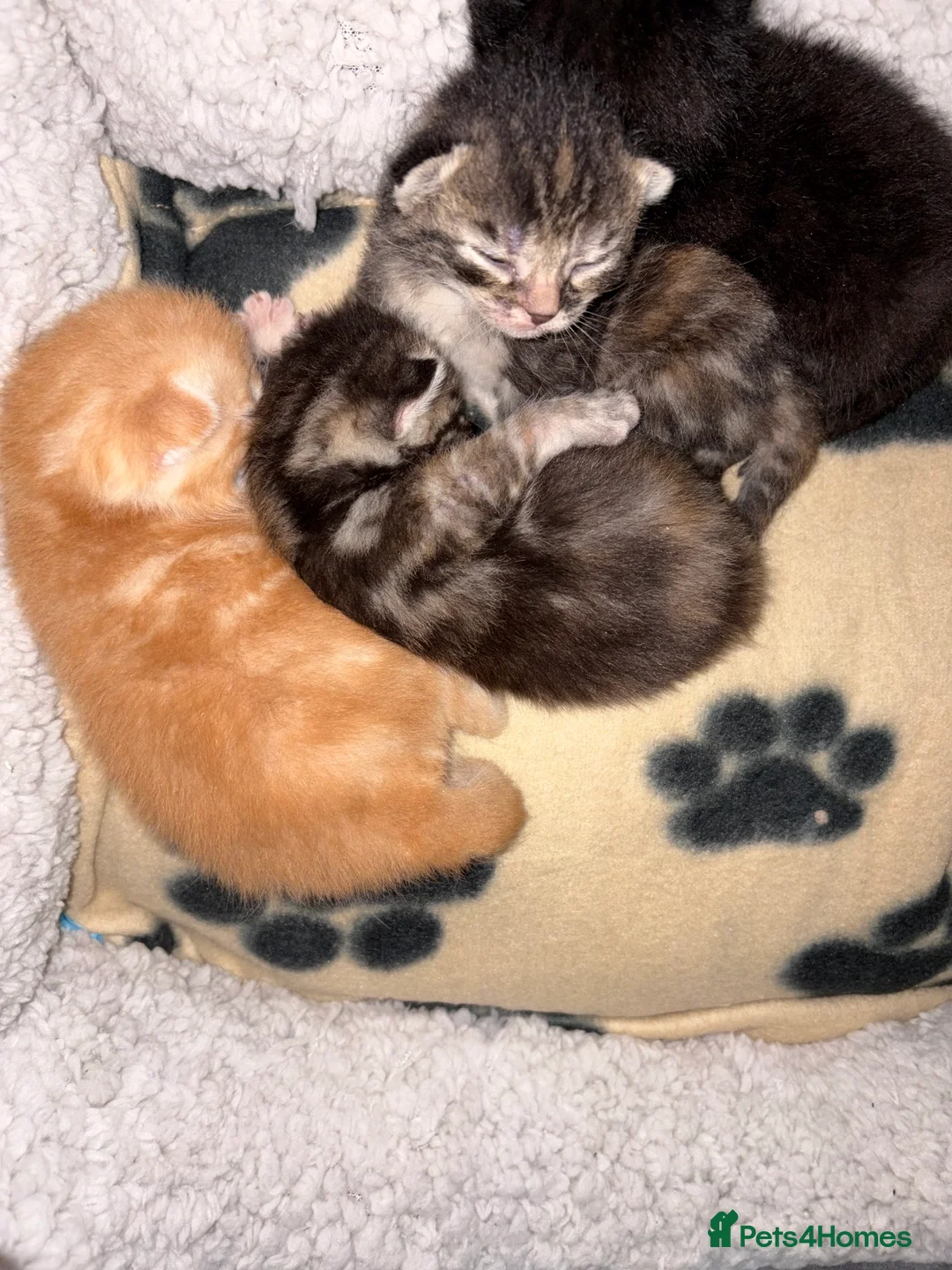 Mixed Breed cats for sale: Kittens for sale  in Radstock - Advert 2