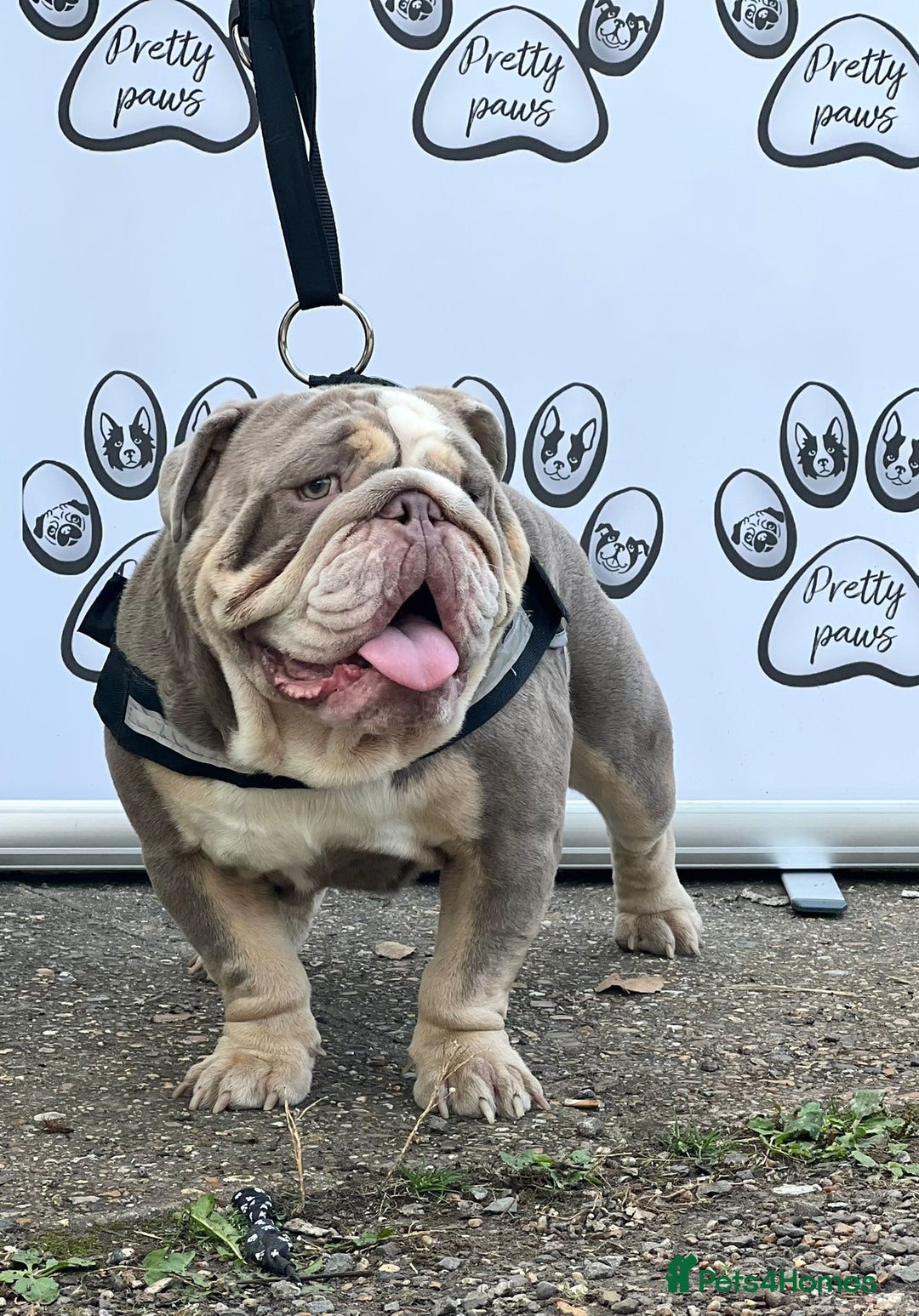 English Bulldog dogs for stud: Dog for stud in Dagenham - Advert 3