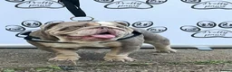 English Bulldog dogs for stud: Dog for stud in Dagenham - Advert 3