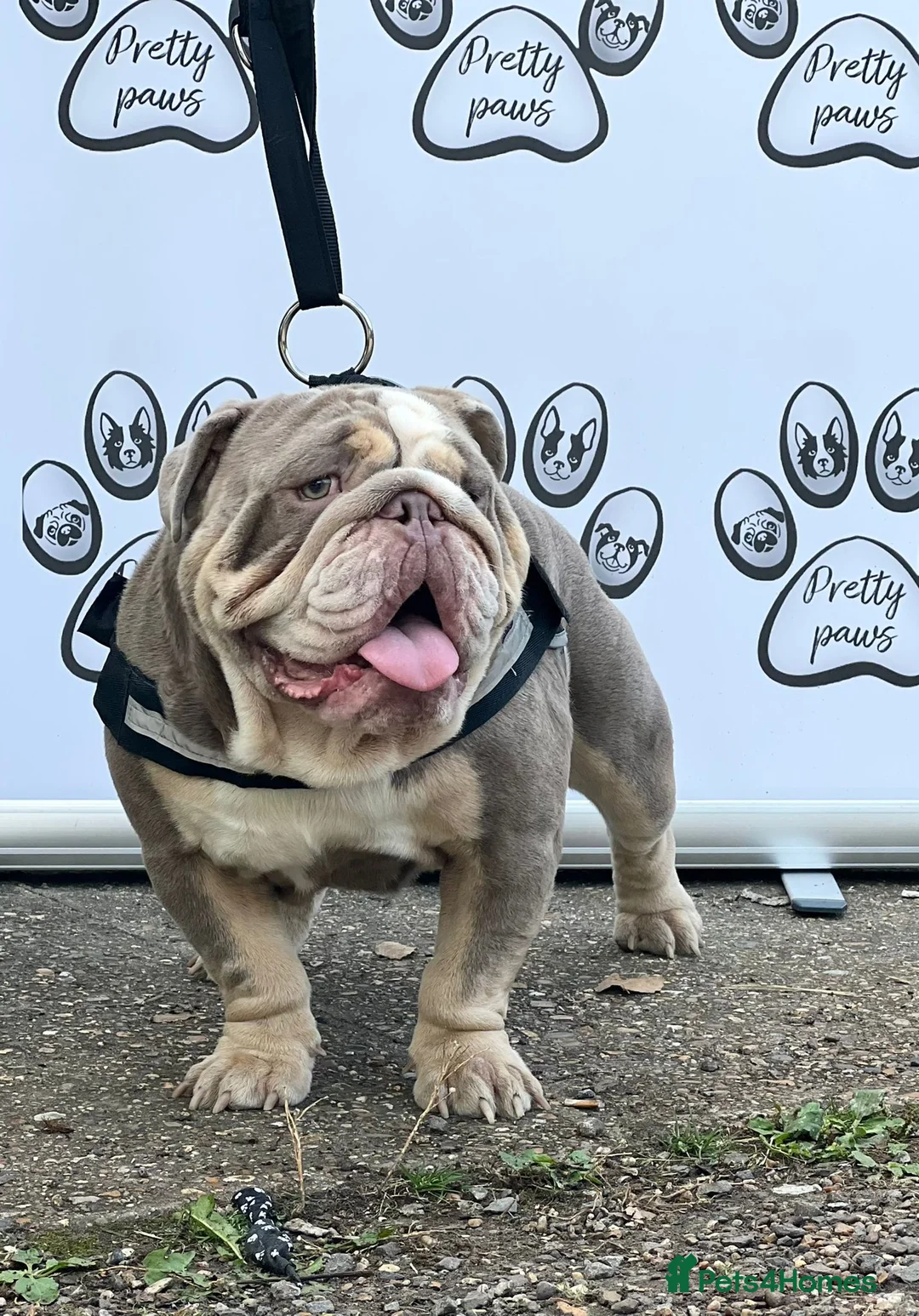 English Bulldog dogs for stud: Dog for stud in Dagenham - Advert 3