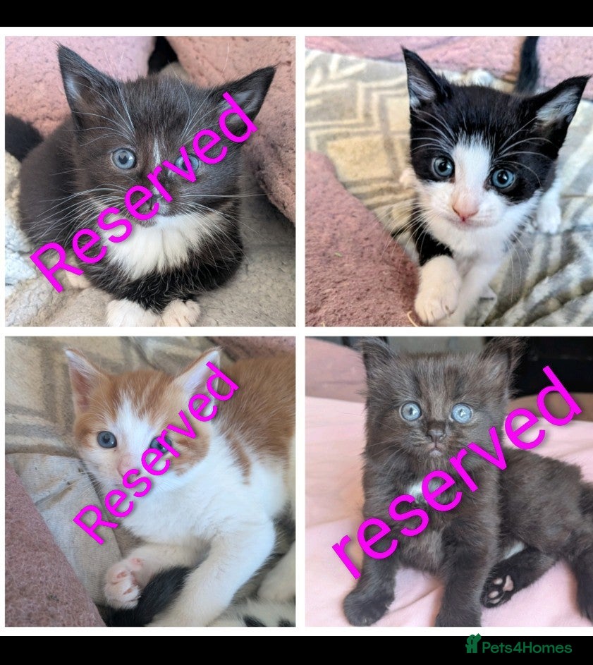 Mixed Breed cats 4 beautiful kittens up for adoption - Advert 9