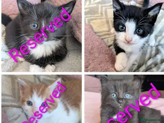 Mixed Breed cats 4 beautiful kittens up for adoption - Advert 9