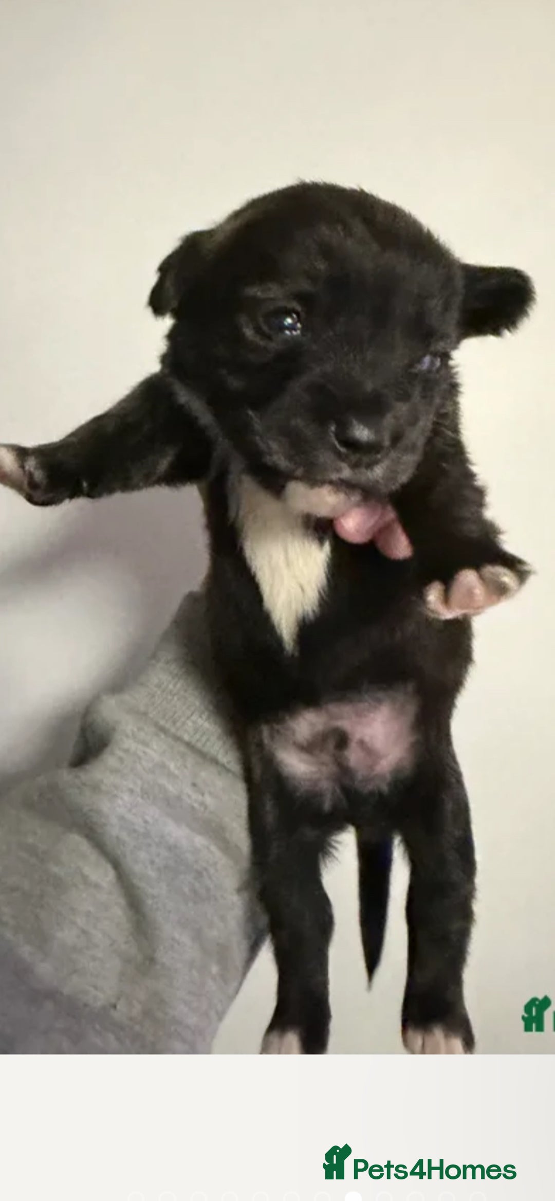 Mixed Breed dogs for sale: Seeking Help in Exchange for Puppy - Advert 3