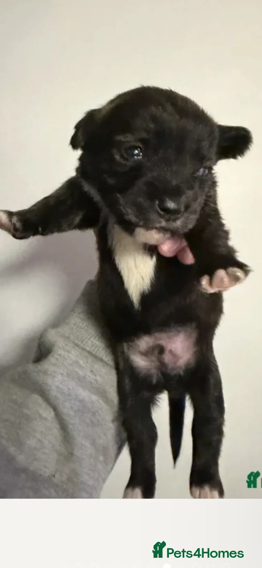 Mixed Breed dogs for sale: £50 Off if collected Today Westie CrossBreeds Sale - Advert 3