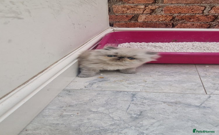 Persian cats Pure persians. - Advert 2