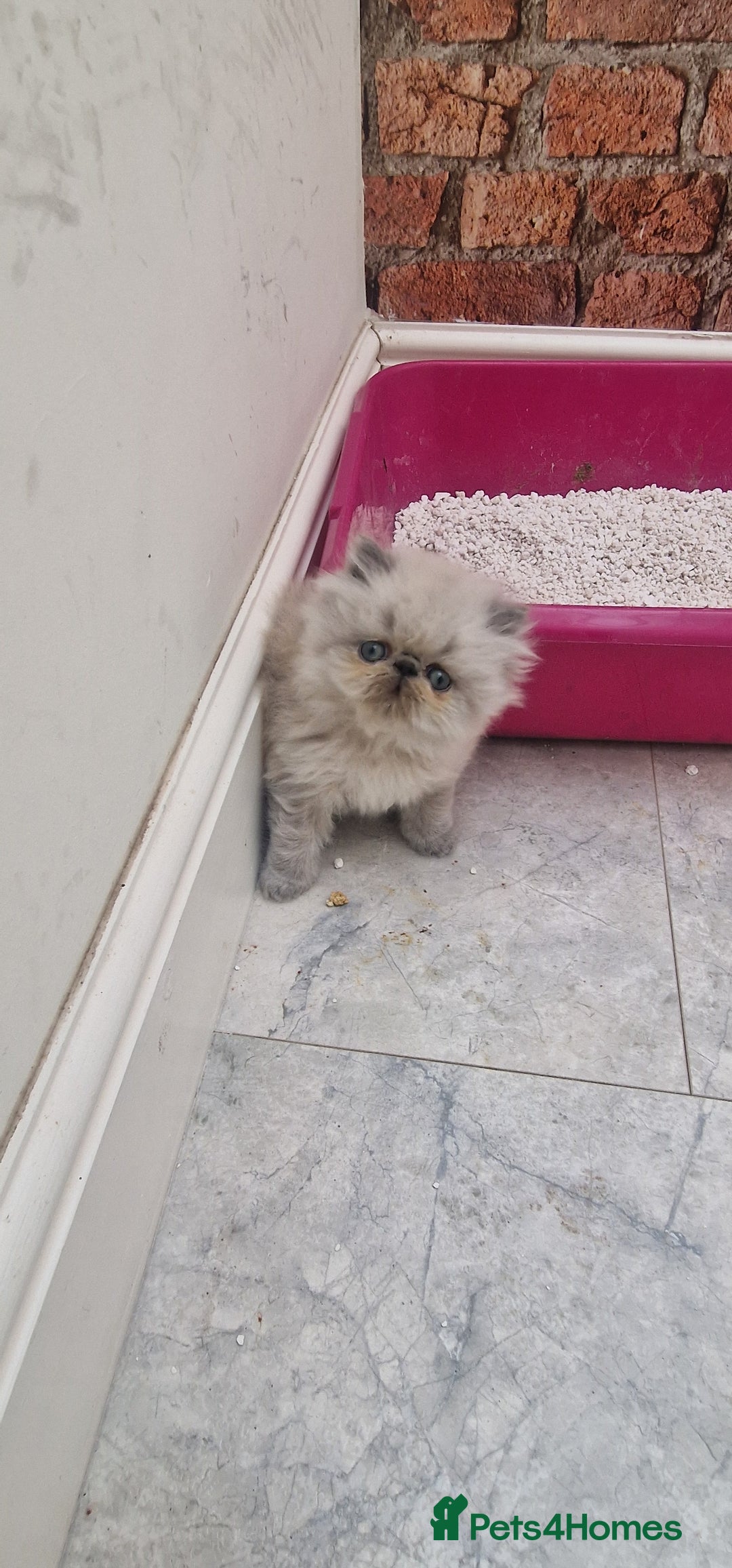 Persian cats for sale: Pure persians. - Advert 3