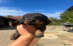 Dachshund dogs for sale: Standard Wire hair Pups available!! - Image 18