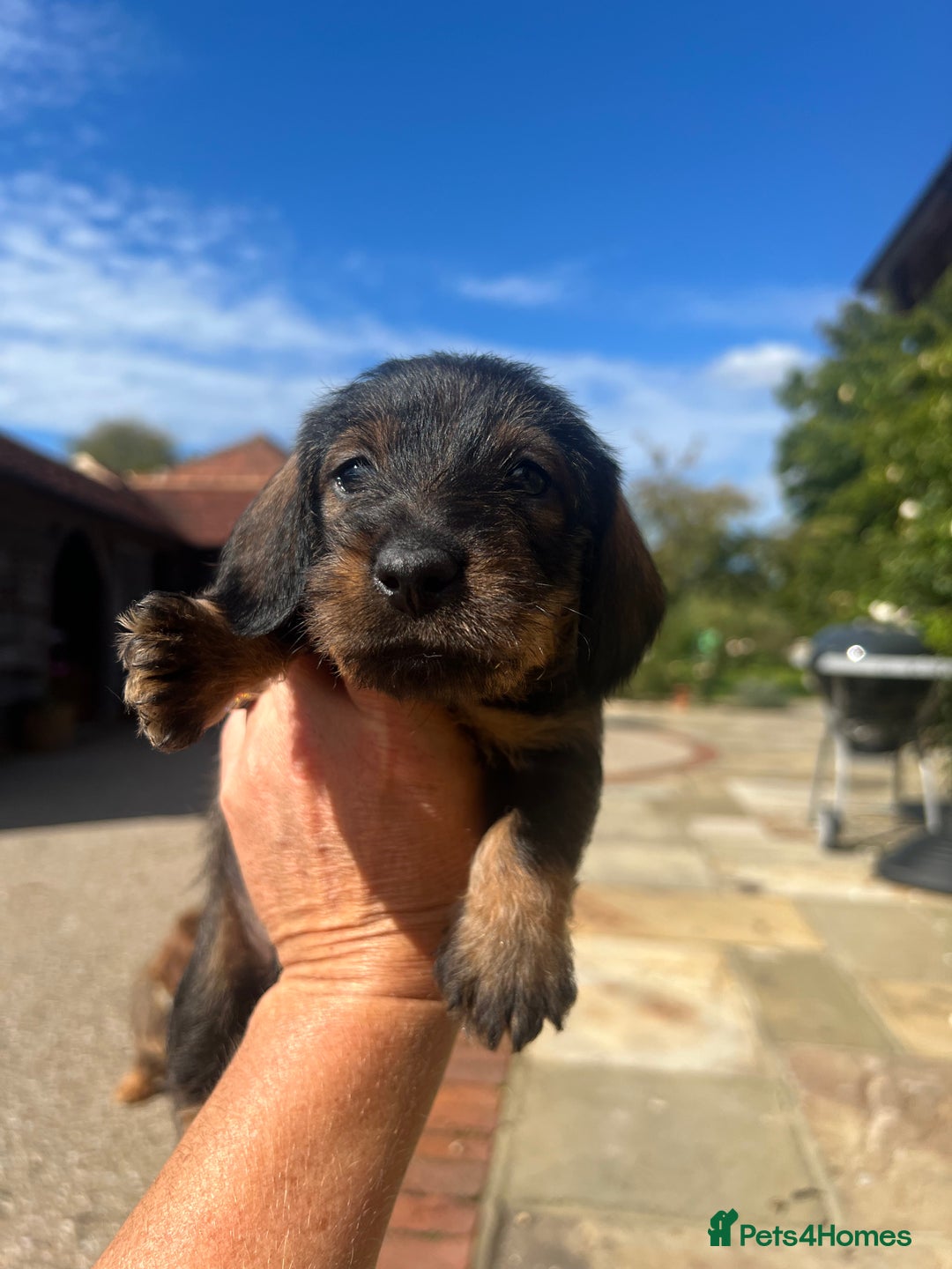 Dachshund dogs for sale: Standard Wire hair Pups available!! - Image 18