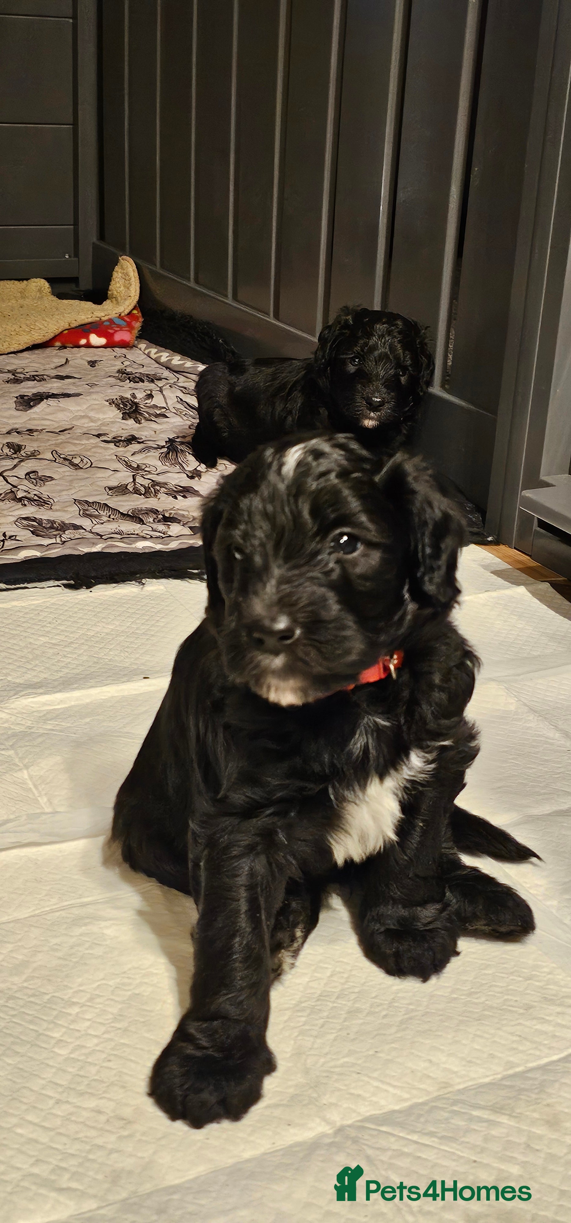Sheepadoodle dogs Last 1 ready to go updated 21st April  - Advert 1
