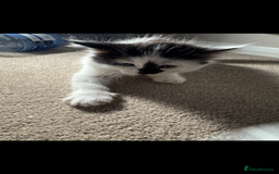 Mixed Breed cats for sale: Kittens - Image 3