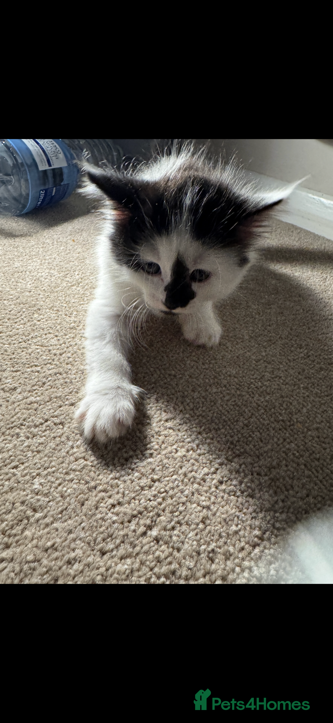 Mixed Breed cats for sale: Kittens - Image 3