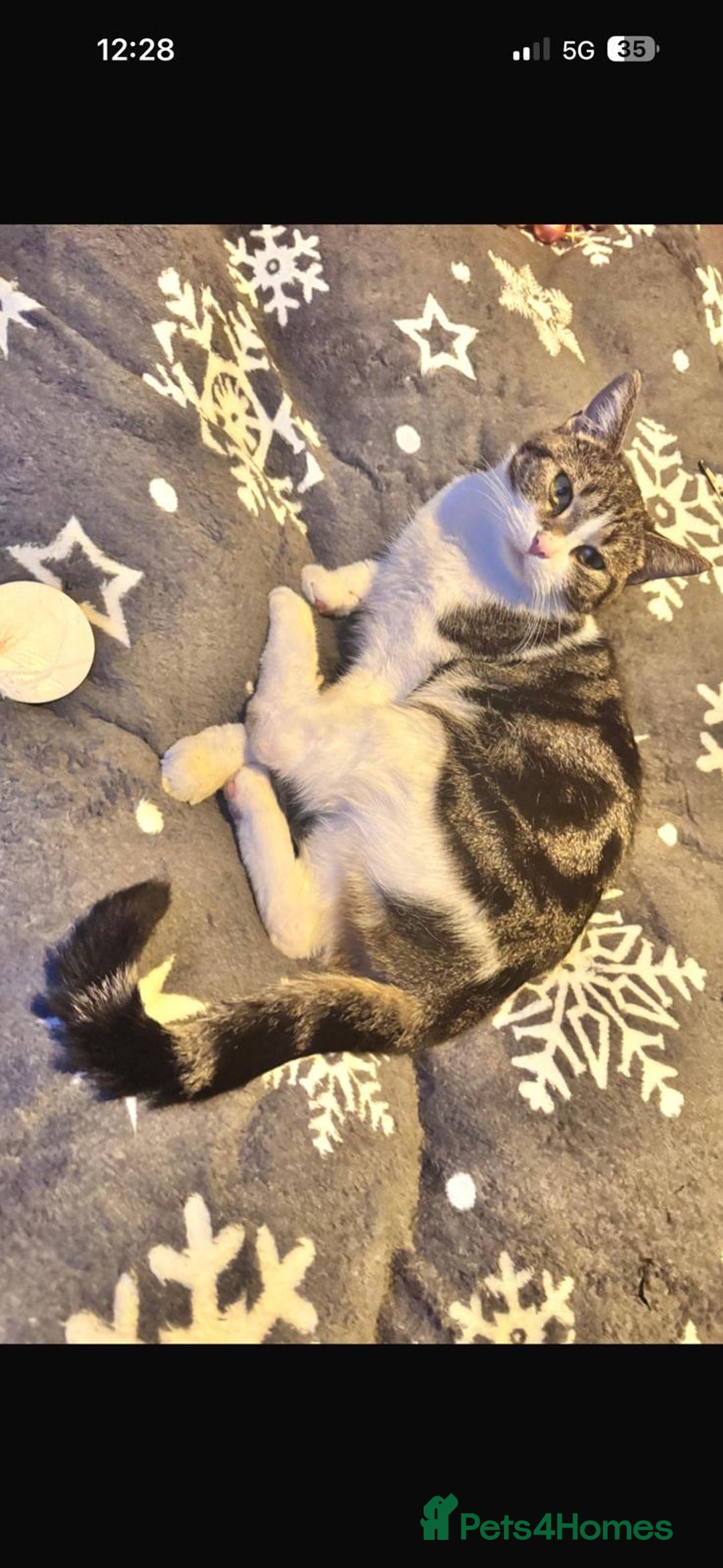 Mixed Breed cats for sale: Maisie the cat looking for loving home  - Advert 7