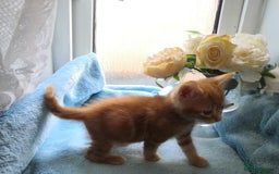 Mixed Breed cats for sale: Beautiful Male kittens VIDEOS - Image 10