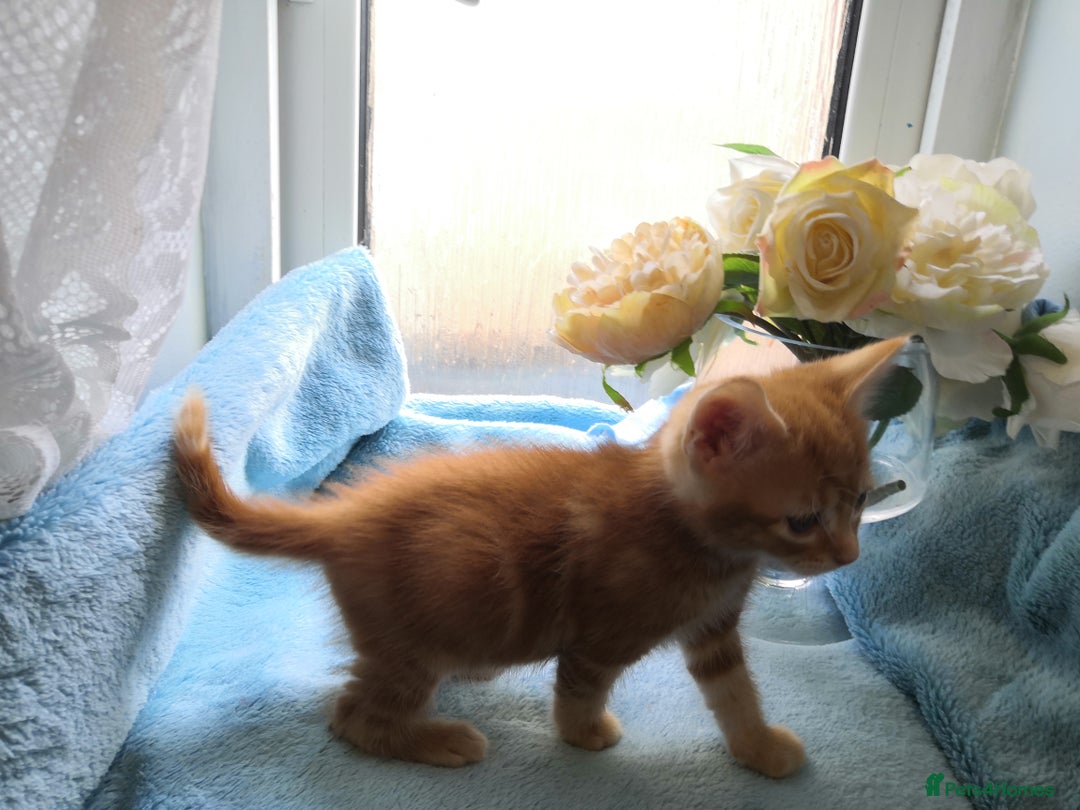 Mixed Breed cats for sale: Beautiful Male kittens VIDEOS - Image 10