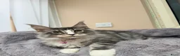 Maine Coon cats for sale: Beautiful pedigree FEMALE Maine Coon kitten - Advert 12