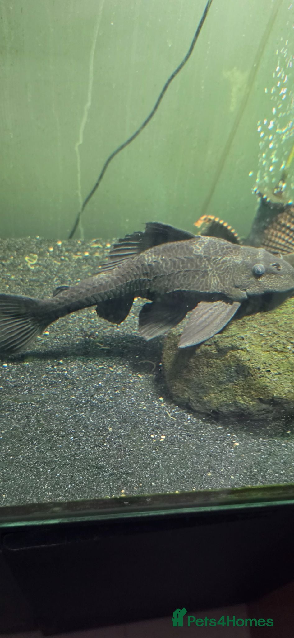 Plecos fish Variety Of Fish - Advert 1