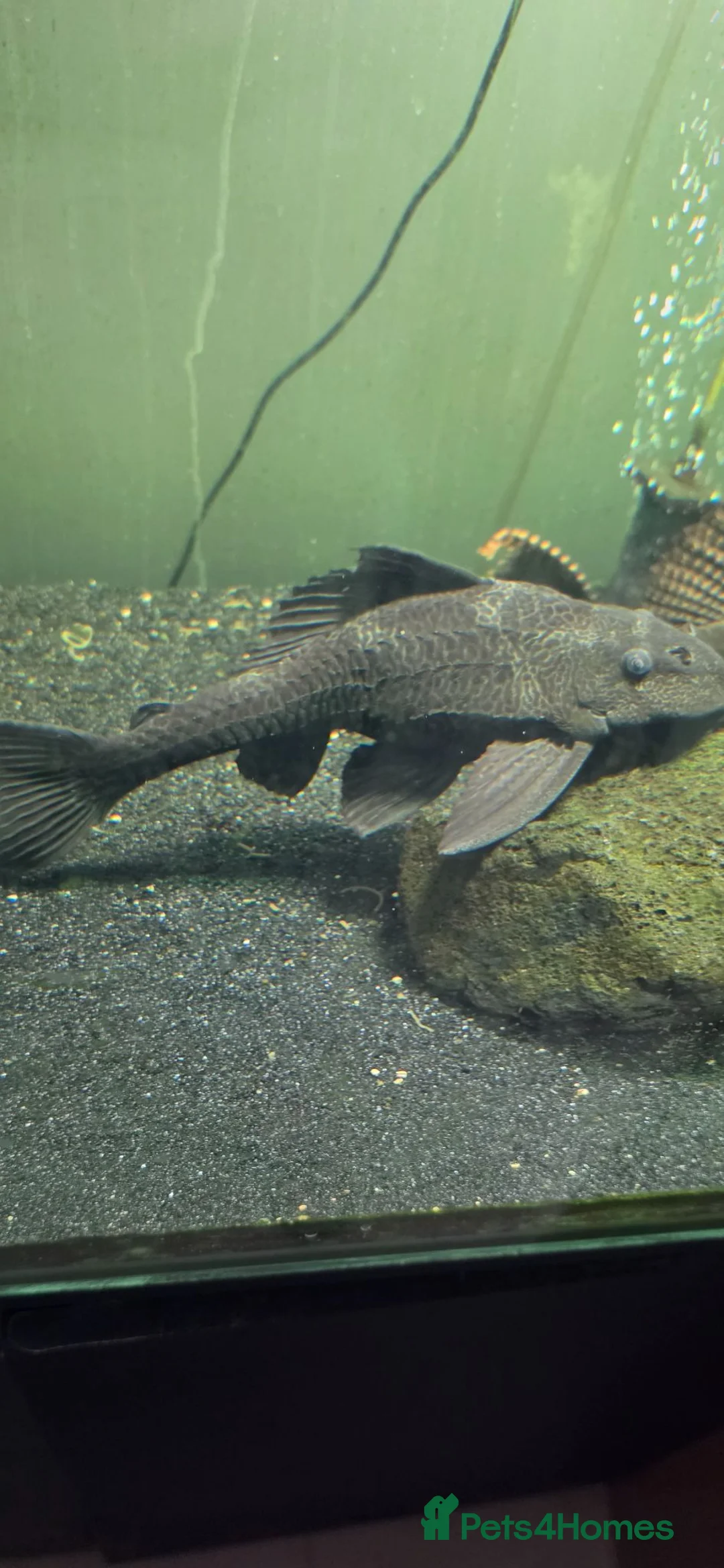 Plecos fish for sale: Variety Of Fish - Advert 1