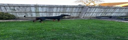 Dobermann dogs for sale: Zeena.   Doberman  - Advert 2