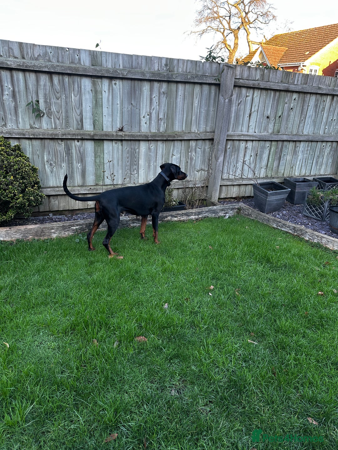 Dobermann dogs for sale: Zeena.   Doberman  - Advert 2