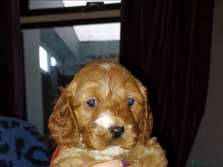 Cockapoo dogs Beautiful Cockapoo Puppies, health tested - Advert 15