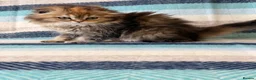 Scottish Fold cats for sale: Beautiful pedigree Scottish fold kittens - Advert 2