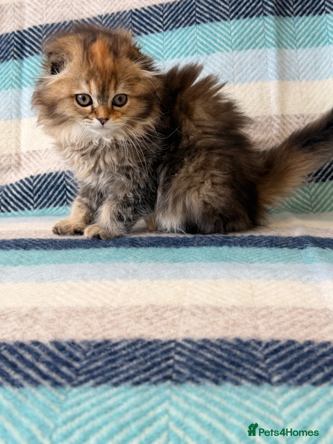 Scottish Fold cats for sale: Beautiful pedigree Scottish fold kittens - Advert 2