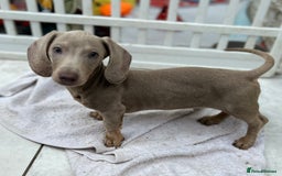 Dachshund dogs for sale: MINI DACHSHUND PUPPIES - Image 5