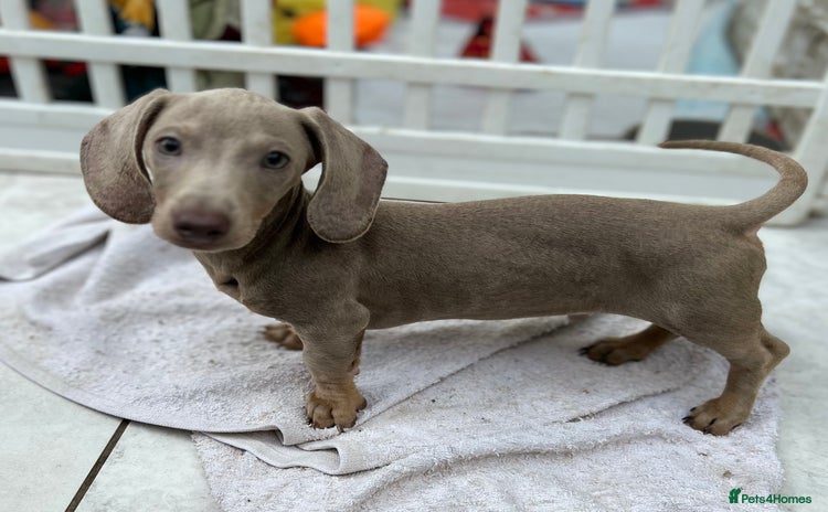 Dachshund dogs - Advert 4
