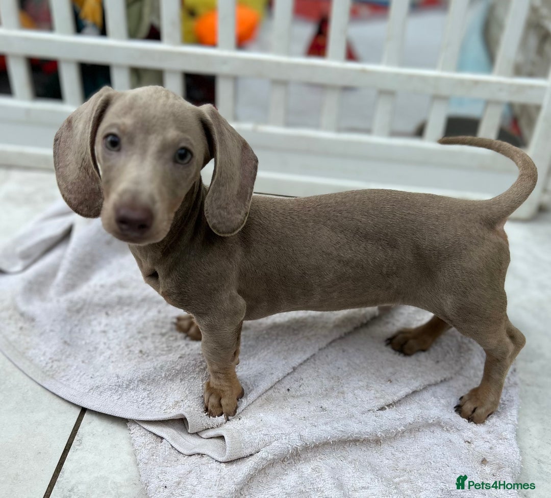Dachshund dogs for sale: MINI DACHSHUND PUPPIES - Image 5