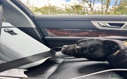 Staffordshire Bull Terrier dogs for stud: Champion sire black carrying blue Stafford stud  - Image 6